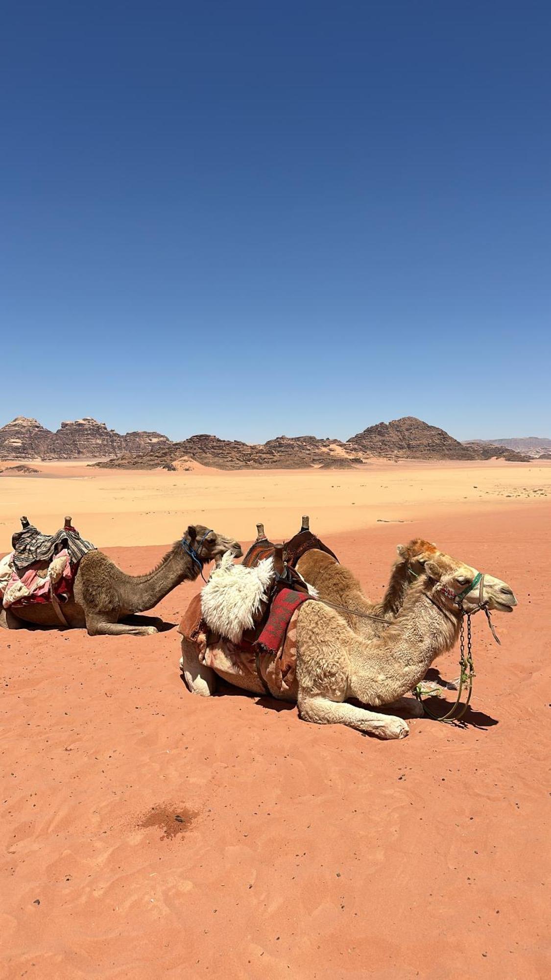 Wadi Rum Nature Eksteriør billede