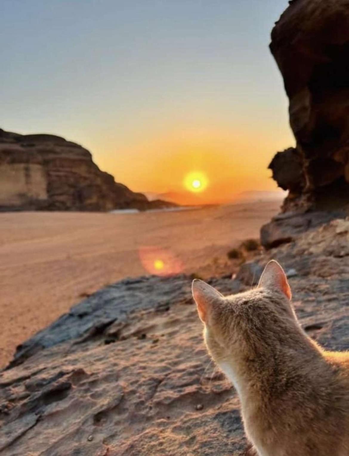 Wadi Rum Nature Eksteriør billede